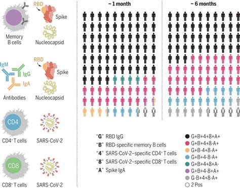 Immunological Memory To Sars Cov 2 Assessed For Up To 8 Months After