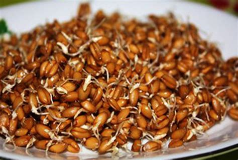 Чем полезны и вредны зародыши пшеницы | Польза и вред