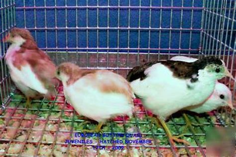 12+'euro' tuxedo button quail hatching eggs~splash/pied