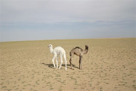 Best Iraq Images On Pholder Military Porn Artefact Porn And History Memes