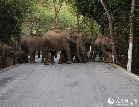 Stories Of Wild Asian Elephants In Sw Chinas Yunnan 8 Peoples Daily Online