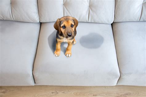 Como Tirar Xixi De Cachorro Do Sofa - Como tirar cheiro de xixi de cachorro do sofá e de estofados • SUPERBAC
