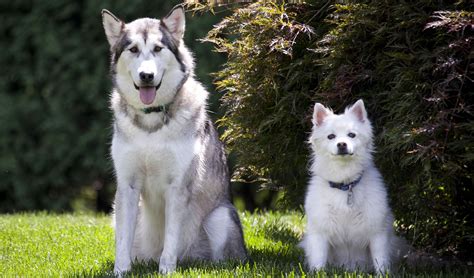 9 Best Types Of Alaskan Dog Breeds - Yeolay.com