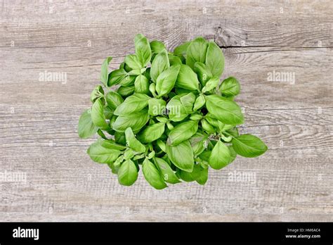 A Studio Photo Of Potted Basil Stock Photo Alamy