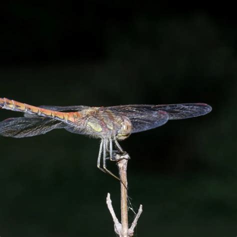 Common darter - Facts, Diet, Habitat & Pictures on Animalia.bio