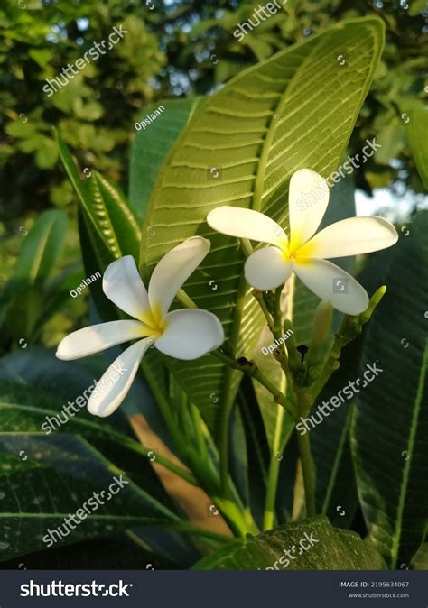 ketaki flower story lord shiva   forbidden flower  verandah