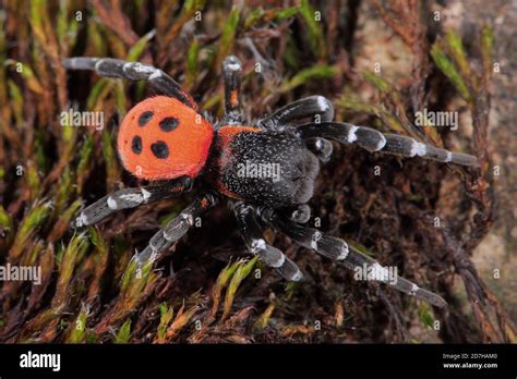 Red Ladybird Spider Eresus Sandaliatus Male View From Above