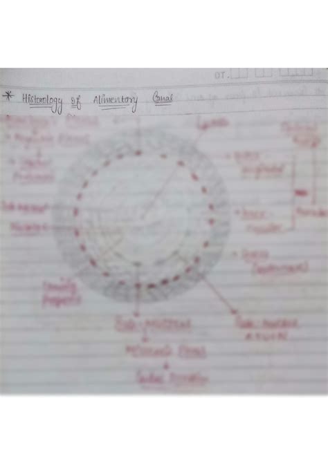 Solution Germ Layer Diagram Studypool