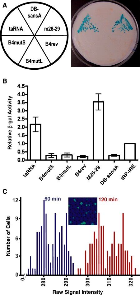 Activity Of The Tarna As Measured By Galactosidase Activity A