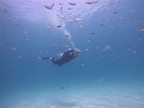 Fujairah Try Diving Snorkeling With BBQ Lunch Transfer GetYourGuide