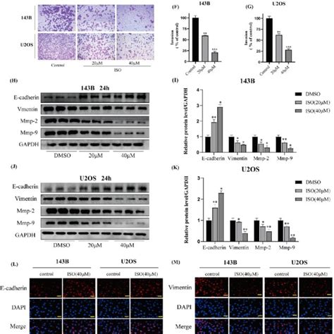 Isoquercitrin Inhibits The Proliferation Of 143b And U2os Cells In