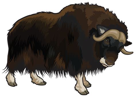 Buffalo Pngs For Free Download