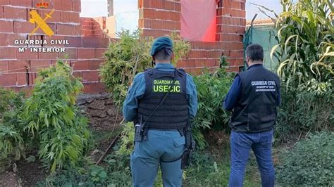 La Guardia Civil Desmantela Un Punto De Cultivo Y Venta De Drogas En