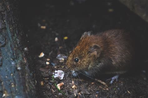 A Rodent Exterminator Baton Rouge Trusts Arceneuax Pest