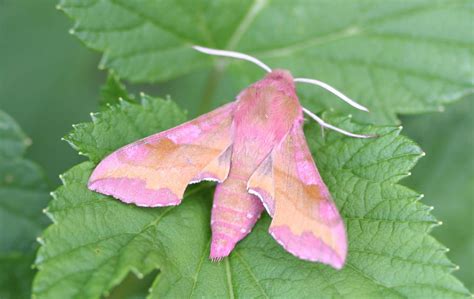 Elephant Hawk Moth Facts (Deilephila elpenor)