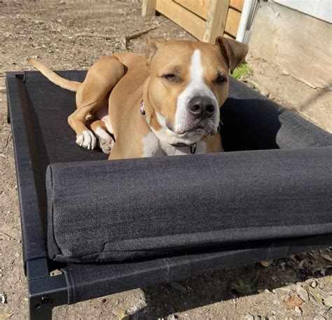 7 Best Heated Dog Beds [2022 Reviews]: Buying Guide & Safe Options