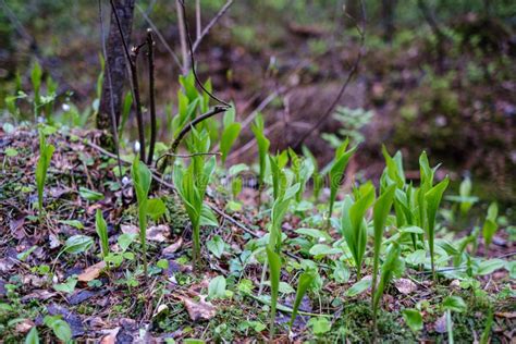 First Spring Green Leaves Of Grass Blooming From Naked Empty Ground