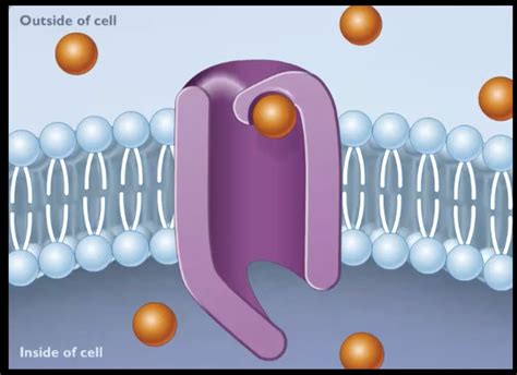 Facilitated Diffusion Diagram | Quizlet