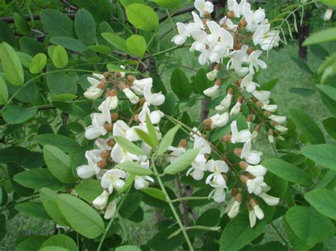 Fabaceae seed & Leguminosae | BELL Garden Company,Wholesale Plant seeds,Alive roots,Medicinal ...