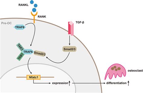 Bmp Smad Pathway