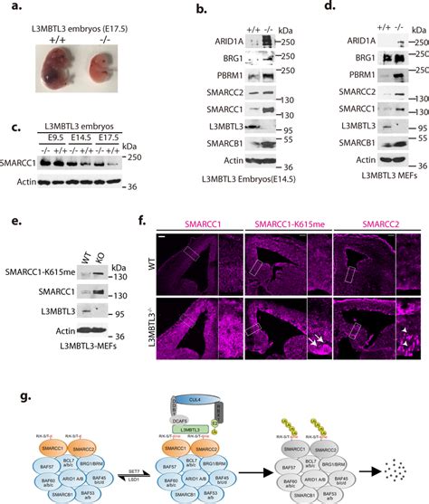 L Mbtl Regulates The Proteolysis Of Smarcc And Smarcc During Mouse