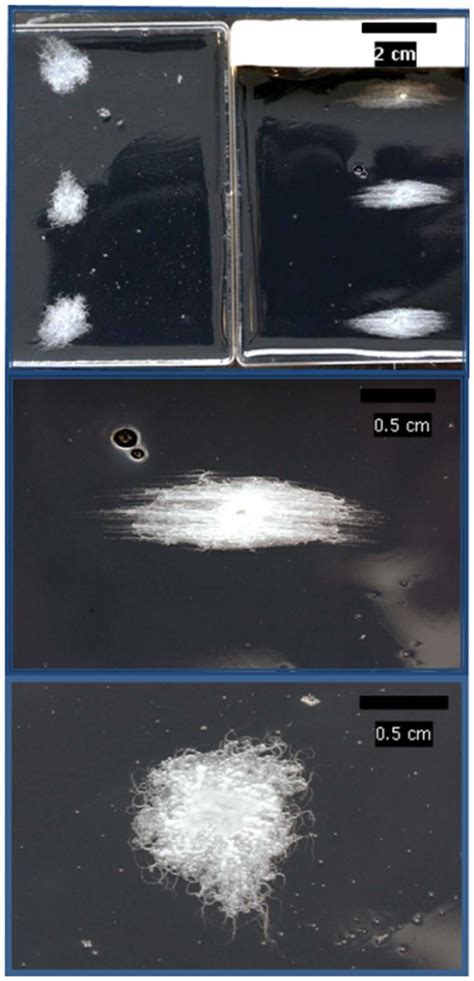 Comparison of the colony morphology of B. mycoides. Control (top left ...