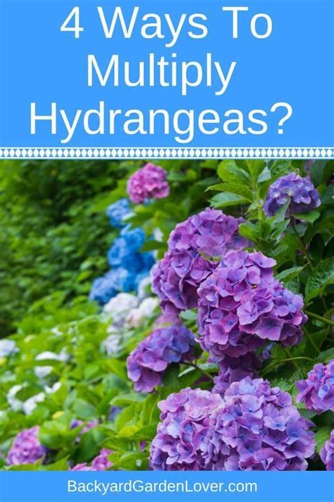 Looking For A Way To Multiply Hydrangeas Here Are Tips For How To Grow