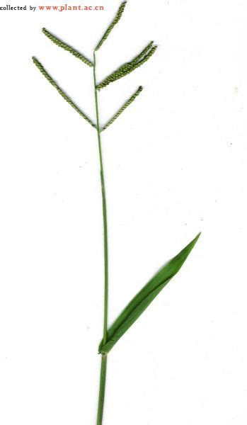 Paspalum scrobiculatumRicegrass 植物图片库 植物通