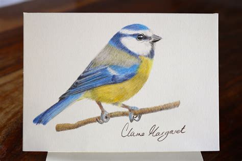 British Blue Tit Original Hand Drawn Garden Bird Etsy