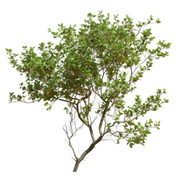 Tree Tree Bush Branch Foliage Tree Tree Bush Branch Png Transparent