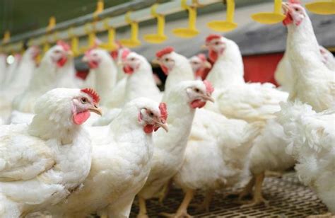 PROBIOTICS AN ESSENTIAL FEED ADDITIVE FOR ANTIBIOTIC FREE CHICKEN