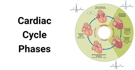 Cardiac Cycle And Its Phases