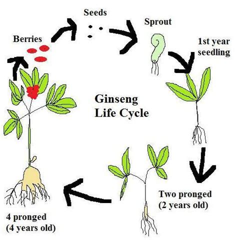 Plant Reproduction Process Reproduction