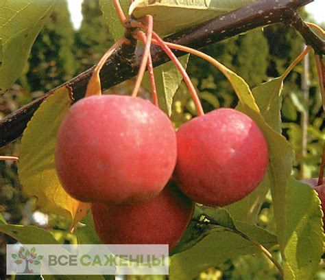 Цена на Яблоня Недзвецкого - купить саженцы