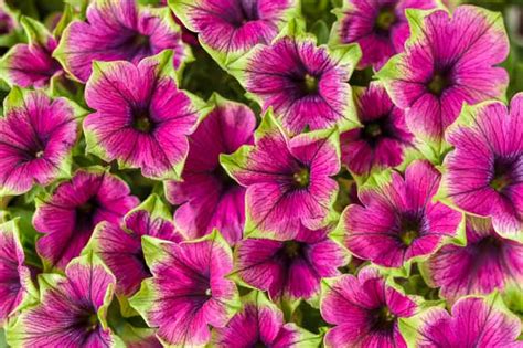 Petunia Supertunia Picasso In Purple