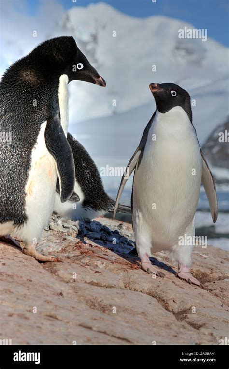 adelie penguins   natural habitat  antarctica stock photo alamy