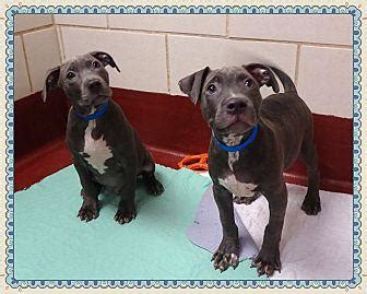 LAUREL HARDY American Pit Bull Terrier Puppy Male For Sale In