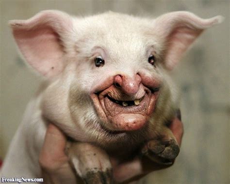 Resultado de imagen de face pig | Animales graciosos, Gracioso, Animales