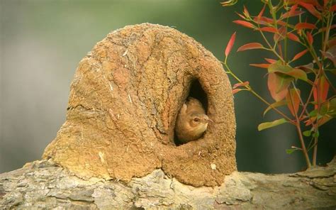 La Naturaleza Haciendo Arquitectura Las Construcciones Del Pájaro