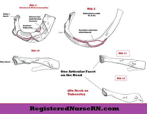 Ribs Anatomy | True Ribs, False Ribs, Floating Ribs | Typical and ...