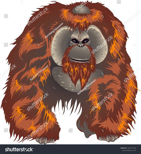 orangutan big ape asian jungle indonesia stock vector royalty