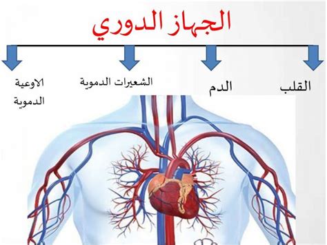 يتكون الجهاز الدوري من