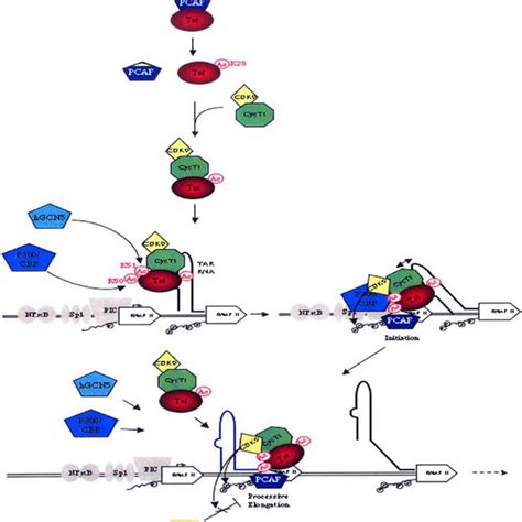 Model For The Regulation Of Tat Tar Binding By Acetylation And Its