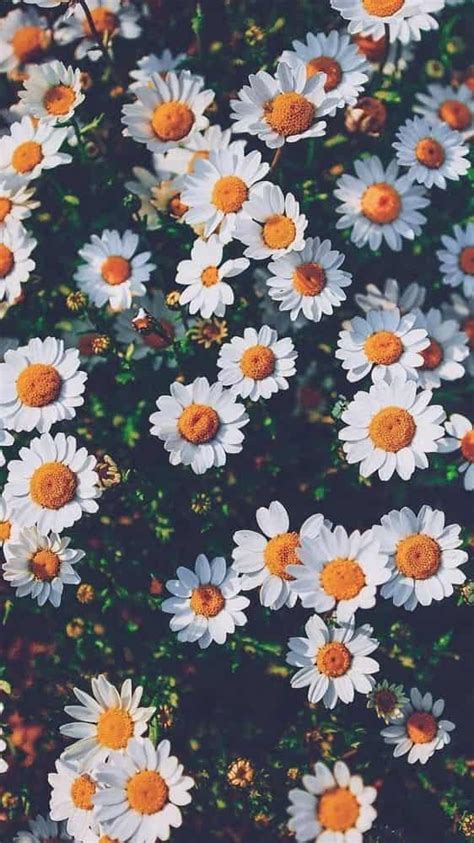 El Top Imagen 48 Fondo De Flores Tumblr Abzlocal Mx