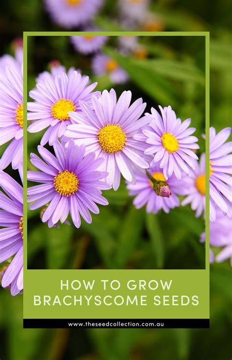 How To Grow Hyssop Seeds Artofit