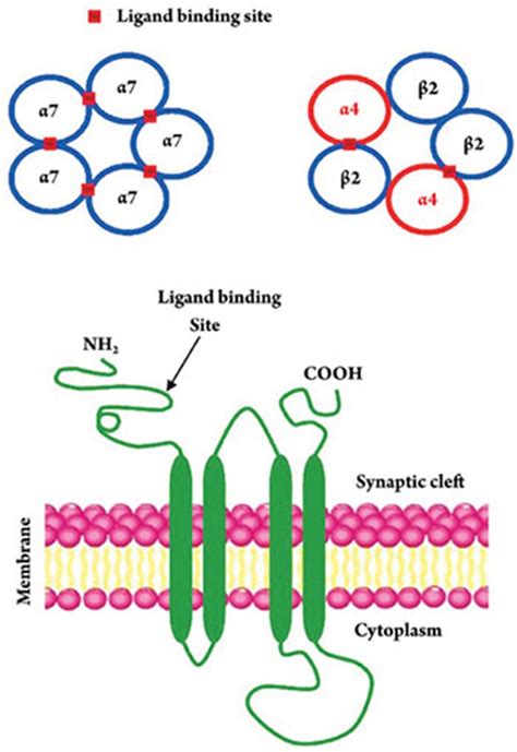 Structure Of NAChRs NAChRs Are Formed By Five Subunits Which Can Be