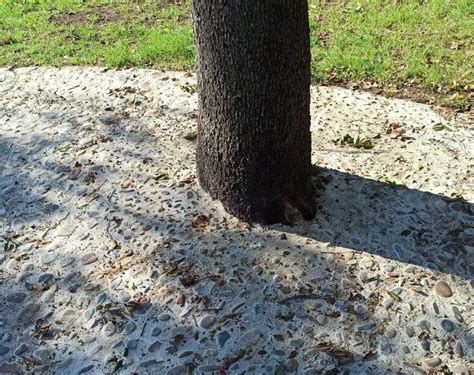 Vecinos Y M S Madrid Alertan De La Salvajada De Cementar Encinas En