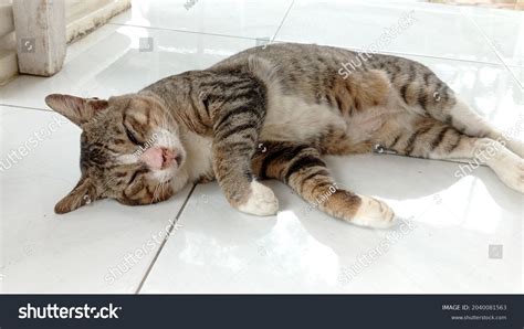 Fat Cat Takes Nap After Eating Stock Photo 2040081563 | Shutterstock