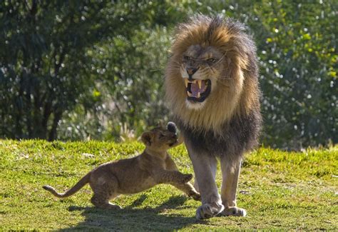 Lion cubs meet their dad for the first time [VIDEO] - UPI.com