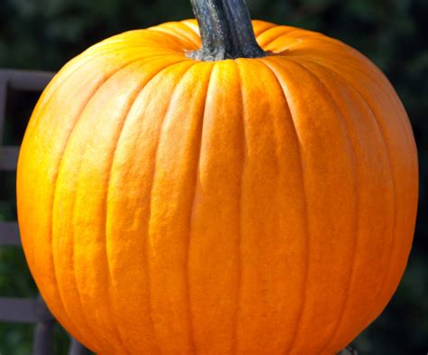 Howden Pumpkin Heavenly Seed